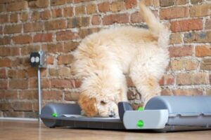Read more about the article BrilliantPad Smart：自動犬用トイレ